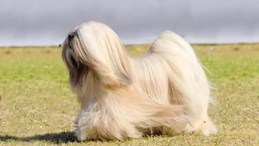 Fashion lhasa apso puppies for adoption